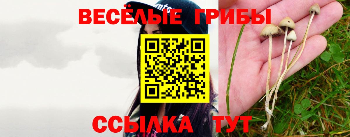 Псилоцибиновые грибы мицелий Тихвин